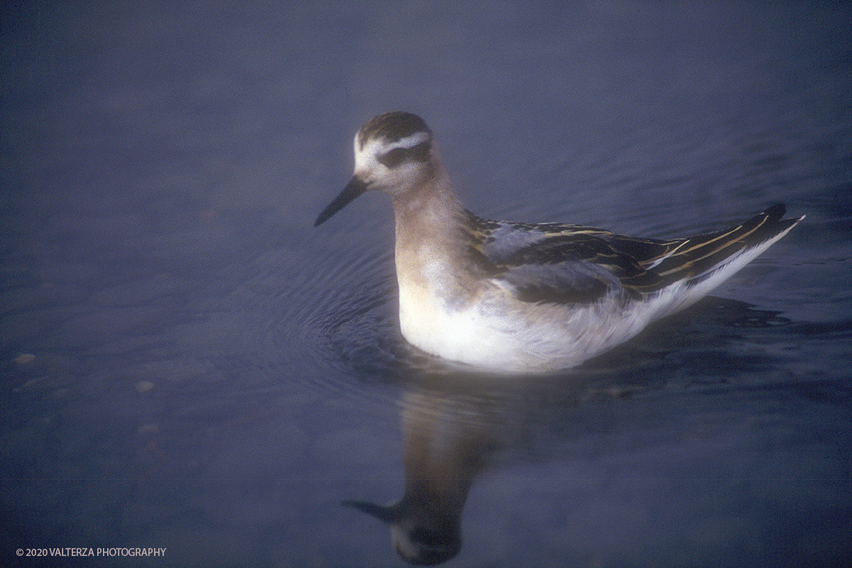  125 SIBERIA.jpg - Luglio/Agosto 1992. Siberia, terra dei Chukchi. Nell'oceano artico  125 Km a nord-est della penisola dei Chukchi (Siberia) c'Ã¨ l'isola di Wrangel, essa ospita piÃ¹ del doppio di specie vegetali (417) di qualsiasi territorio artico a paritÃ  di superficie nonchÃ¨ 30 specie diverse di uccelli oltre ad orsi polari, foche e trichechi ; per questo motivo   Ã¨ stata proclamata patrimonio dell'umanitÃ  dall'UNESCO. Nella foto isola di Wrangel, falaropo (Phalaropus fulicarius)